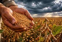 El campo frenó el protocolo de semillas: el Gobierno convocó a una reunión de urgencia tras el rechazo de los productores Manos de productor rural sosteniendo semillas de soja mientras algunas caen entre los dedos, con un lote de soja en etapa de llenado de vainas y un cielo de tormenta sobre la llanura pampeana.