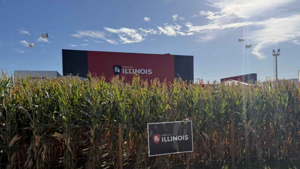 Parcela demostrativa de maíz de Semillas Illinois durante una muestra agropecuaria, con híbridos de alto potencial productivo bajo cielo despejado.