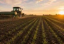Siembra de trigo en Entre Ríos avanza al 65% Tractor sembrando trigo en un lote agrícola de Entre Ríos al atardecer, con surcos recién implantados y condiciones favorables para el avance de la campaña 2026/27.