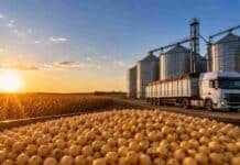 Pese al derrumbe de Chicago, la soja logró sostener los precios y lideró los negocios en Rosario Granos de soja en primer plano frente a silos de almacenamiento y un camión de carga en una planta de acopio agrícola al atardecer.