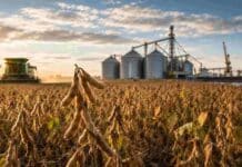Desde enero de 2027 la soja argentina tendrá que probar que no viene de zonas deforestadas para entrar a Europa Lote de soja argentina próximo a cosecha con silos, cosechadora y terminal portuaria al fondo, representando trazabilidad y exportación agroindustrial hacia mercados internacionales.
