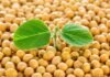 ACSOJA reúne a toda la cadena sojera para debatir lo que viene: producción, industrialización y el camino a la Conferencia Mundial Brote verde de soja creciendo sobre granos de soja, imagen representativa de semilla, producción y desarrollo agrícola.