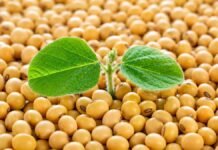 ACSOJA reúne a toda la cadena sojera para debatir lo que viene: producción, industrialización y el camino a la Conferencia Mundial Brote verde de soja creciendo sobre granos de soja, imagen representativa de semilla, producción y desarrollo agrícola.