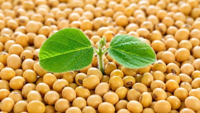 Brote verde de soja creciendo sobre granos de soja, imagen representativa de semilla, producción y desarrollo agrícola.