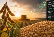 Granos: la soja lideró el mercado local y cerró en positivo en Chicago: la mejor jornada de la semana para el poroto Cultivo y granos de soja con una cosechadora trabajando al atardecer, representando la suba de precios y la actividad del mercado de grano