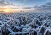 Heladas, frío y tiempo inestable: el pronóstico agropecuario para el fin de semana del 20 al 22 de junio Lote de soja en estado R7 cubierto por una intensa helada en la Pampa argentina, con abundantes cristales de hielo sobre hojas y vainas, niebla baja en el horizonte y luz del amanecer iluminando el cultivo bajo un cielo frío invernal.