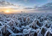 Heladas, frío y tiempo inestable: el pronóstico agropecuario para el fin de semana del 20 al 22 de junio Lote de soja en estado R7 cubierto por una intensa helada en la Pampa argentina, con abundantes cristales de hielo sobre hojas y vainas, niebla baja en el horizonte y luz del amanecer iluminando el cultivo bajo un cielo frío invernal.
