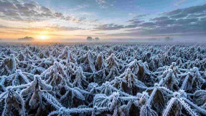 soja-r7-helada-intensa-pampa-argentina-ruralnet Lote de soja en estado R7 cubierto por una intensa helada en la Pampa argentina, con abundantes cristales de hielo sobre hojas y vainas, niebla baja en el horizonte y luz del amanecer iluminando el cultivo bajo un cielo frío invernal.
