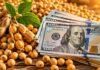 Dólar estable y cuenta corriente en superávit en 2026 Semillas de soja y vainas abiertas junto a billetes de 100 dólares estadounidenses, representando la relación entre el mercado agrícola, las exportaciones y el ingreso de divisas al país.