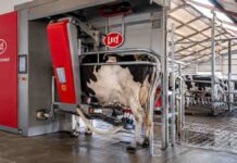 Cuando las vacas se ordeñan solas: cómo cambia el negocio lechero con los robots Vaca Holando siendo ordeñada por un robot automático en un tambo tecnificado de Argentina, con monitoreo electrónico y sistema de producción lechera de alta eficiencia.