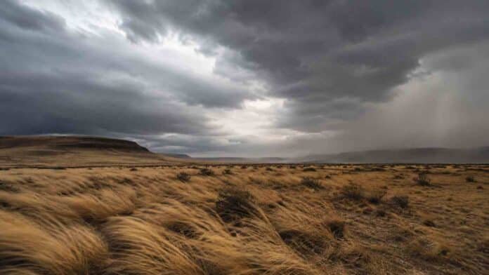 temporal-de-viento-en-la-estepa-patagonica Temporal de viento sobre la estepa patagónica argentina, con pastizales secos inclinados por las ráfagas y nubes oscuras de tormenta en el horizonte.