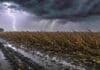 Tres días, tres patrones distintos: el pronóstico agropecuario del viernes al domingo Campo pampeano bajo una fuerte tormenta con lluvia intensa, relámpagos y ráfagas de viento que vuelcan un cultivo de maíz próximo a cosecha. Se observan barro, charcos y cielo oscuro con actividad eléctrica sobre la llanura agrícola argentina.