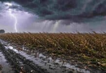 Tres días, tres patrones distintos: el pronóstico agropecuario del viernes al domingo Campo pampeano bajo una fuerte tormenta con lluvia intensa, relámpagos y ráfagas de viento que vuelcan un cultivo de maíz próximo a cosecha. Se observan barro, charcos y cielo oscuro con actividad eléctrica sobre la llanura agrícola argentina.