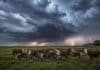Hasta -5°C en San Luis y lluvias en el NEA: el pronóstico agropecuario del 25 al 27 de junio Rodeo de bovinos Hereford en una pastura de Corrientes bajo una tormenta de invierno, con nubes oscuras, relámpagos y luz dramática iluminando el campo antes de la lluvia.