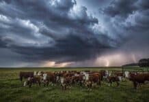 Hasta -5°C en San Luis y lluvias en el NEA: el pronóstico agropecuario del 25 al 27 de junio Rodeo de bovinos Hereford en una pastura de Corrientes bajo una tormenta de invierno, con nubes oscuras, relámpagos y luz dramática iluminando el campo antes de la lluvia.