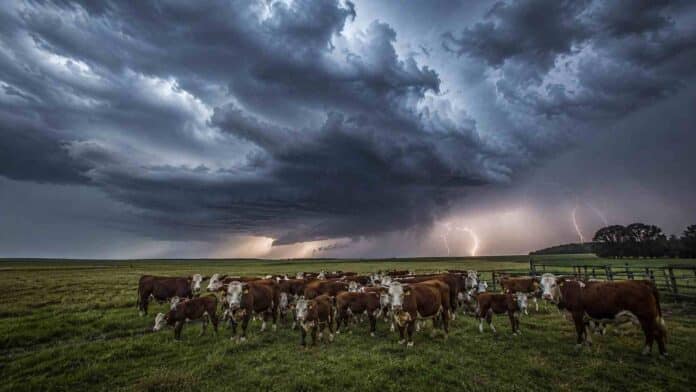 Rodeo de bovinos Hereford en una pastura de Corrientes bajo una tormenta de invierno, con nubes oscuras, relámpagos y luz dramática iluminando el campo antes de la lluvia.