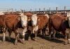 Mismas condiciones, mismo manejo: así el INTA y los criadores Hereford eligen al mejor reproductor sin trampa Toros Hereford en un corral ganadero, con pelaje colorado y cara blanca, reunidos sobre suelo de tierra en un establecimiento rural.