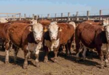 Mismas condiciones, mismo manejo: así el INTA y los criadores Hereford eligen al mejor reproductor sin trampa Toros Hereford en un corral ganadero, con pelaje colorado y cara blanca, reunidos sobre suelo de tierra en un establecimiento rural.