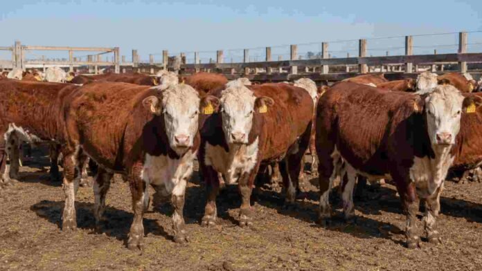 Toros Hereford en un corral ganadero, con pelaje colorado y cara blanca, reunidos sobre suelo de tierra en un establecimiento rural.