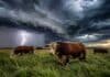 Tormentas localmente fuertes el jueves, heladas el viernes y el sábado: así cierra la semana en el campo Toros Shorthorn pastando en un campo pampeano bajo nubes de tormenta oscuras con relámpago y luz dramática de tarde.