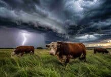 Tormentas localmente fuertes el jueves, heladas el viernes y el sábado: así cierra la semana en el campo Toros Shorthorn pastando en un campo pampeano bajo nubes de tormenta oscuras con relámpago y luz dramática de tarde.