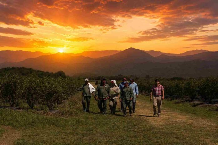 Trabajadores rurales caminando por un campo al atardecer, entre cultivos y montañas, bajo un cielo cálido de tonos naranjas.