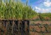 El trigo puede rendir hasta un 50% más y la solución no pasa solo por agregar fertilizante Cultivo de trigo con raíces desarrolladas sobre un suelo bien estructurado contrastando con una zona de suelo compactado, ilustrando el impacto de la condición física del suelo sobre el rendimiento y la eficiencia de la fertilización.