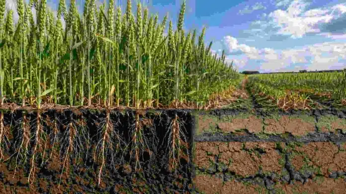 trigo-compactacion-suelo-rendimiento-potencial-ruralnet Cultivo de trigo con raíces desarrolladas sobre un suelo bien estructurado contrastando con una zona de suelo compactado, ilustrando el impacto de la condición física del suelo sobre el rendimiento y la eficiencia de la fertilización.