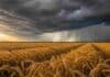 El Niño no garantiza más trigo: 12 campañas en Córdoba revelan que el manejo importa más que el clima Campo de trigo maduro bajo un cielo con fuertes tormentas asociadas al fenómeno El Niño, con lluvias intensas en el horizonte y condiciones climáticas de alto impacto para la producción agrícola.