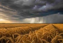 El Niño no garantiza más trigo: 12 campañas en Córdoba revelan que el manejo importa más que el clima Campo de trigo maduro bajo un cielo con fuertes tormentas asociadas al fenómeno El Niño, con lluvias intensas en el horizonte y condiciones climáticas de alto impacto para la producción agrícola.