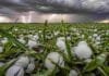 Alerta en Córdoba y Santa Fe: granizo, ráfagas y 50 mm esta tarde Lote de trigo en estado vegetativo afectado por una fuerte tormenta con granizo de gran tamaño en la región pampeana argentina. Se observan hojas dañadas, piedras de hielo sobre el suelo húmedo, relámpagos y cielo oscuro de tormenta