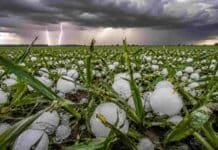 Alerta en Córdoba y Santa Fe: granizo, ráfagas y 50 mm esta tarde Lote de trigo en estado vegetativo afectado por una fuerte tormenta con granizo de gran tamaño en la región pampeana argentina. Se observan hojas dañadas, piedras de hielo sobre el suelo húmedo, relámpagos y cielo oscuro de tormenta