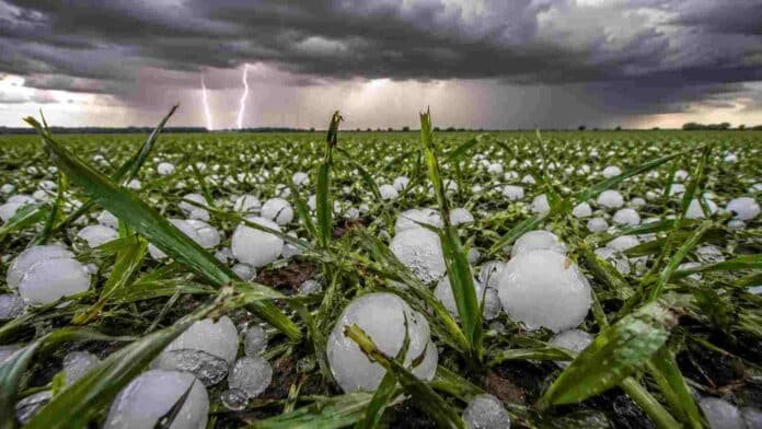 Lote de trigo en estado vegetativo afectado por una fuerte tormenta con granizo de gran tamaño en la región pampeana argentina. Se observan hojas dañadas, piedras de hielo sobre el suelo húmedo, relámpagos y cielo oscuro de tormenta