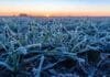 Alerta por heladas en la zona núcleo: entre el martes y el miércoles se esperan temperaturas de hasta -2°C Plantas jóvenes de trigo cubiertas por escarcha y cristales de hielo durante una helada al amanecer en la región pampeana argentina, con luz fría invernal y suelo parcialmente congelado.