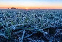 Alerta por heladas en la zona núcleo: entre el martes y el miércoles se esperan temperaturas de hasta -2°C Plantas jóvenes de trigo cubiertas por escarcha y cristales de hielo durante una helada al amanecer en la región pampeana argentina, con luz fría invernal y suelo parcialmente congelado.