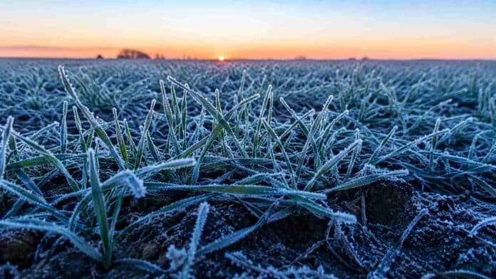 Plantas jóvenes de trigo cubiertas por escarcha y cristales de hielo durante una helada al amanecer en la región pampeana argentina, con luz fría invernal y suelo parcialmente congelado.