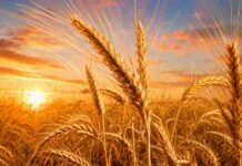 Trigo 2026/27: mejora de precios, baja de DEX y presión de costos condicionan la rentabilidad Espigas de trigo maduras en primer plano, iluminadas por la luz dorada del amanecer sobre un campo agrícola.