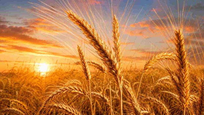 Espigas de trigo maduras en primer plano, iluminadas por la luz dorada del amanecer sobre un campo agrícola.
