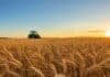 De cada $100 que produce el campo, $61,9 se los lleva el Estado: el nuevo Índice FADA Campo de trigo maduro en la llanura pampeana al atardecer, con espigas doradas en primer plano y un tractor sin implementos trabajando al fondo bajo cielo despejado.
