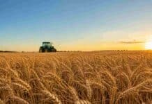 De cada $100 que produce el campo, $61,9 se los lleva el Estado: el nuevo Índice FADA Campo de trigo maduro en la llanura pampeana al atardecer, con espigas doradas en primer plano y un tractor sin implementos trabajando al fondo bajo cielo despejado.