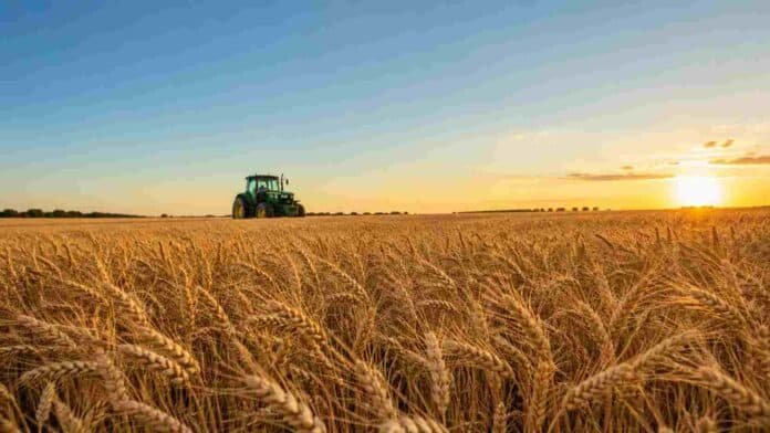 Campo de trigo maduro en la llanura pampeana al atardecer, con espigas doradas en primer plano y un tractor sin implementos trabajando al fondo bajo cielo despejado.