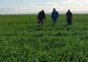 La campaña de trigo sorprende: la caída del área sería mucho menor a la prevista Productores recorren un lote de trigo en crecimiento para evaluar el estado del cultivo y su potencial productivo durante la campaña agrícola