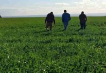 La campaña de trigo sorprende: la caída del área sería mucho menor a la prevista Productores recorren un lote de trigo en crecimiento para evaluar el estado del cultivo y su potencial productivo durante la campaña agrícola
