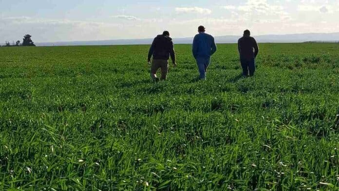 Productores recorren un lote de trigo en crecimiento para evaluar el estado del cultivo y su potencial productivo durante la campaña agrícola