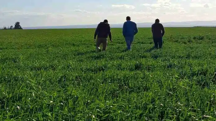 Productores recorren un lote de trigo en crecimiento para evaluar el estado del cultivo y su potencial productivo durante la campaña agrícola