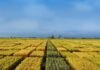 El INTA revela los tres factores que definen si el trigo rinde bien o mal esta campaña Vista aérea de parcelas experimentales de trigo en la llanura pampeana argentina, con diferentes variedades en evaluación, bajo un cielo renovado con nubes dispersas y luz natural. Imagen de investigación agrícola y mejoramiento genético de cultivos.