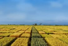 El INTA revela los tres factores que definen si el trigo rinde bien o mal esta campaña Vista aérea de parcelas experimentales de trigo en la llanura pampeana argentina, con diferentes variedades en evaluación, bajo un cielo renovado con nubes dispersas y luz natural. Imagen de investigación agrícola y mejoramiento genético de cultivos.