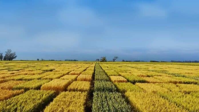 Vista aérea de parcelas experimentales de trigo en la llanura pampeana argentina, con diferentes variedades en evaluación, bajo un cielo renovado con nubes dispersas y luz natural. Imagen de investigación agrícola y mejoramiento genético de cultivos.