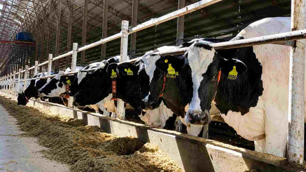 Vacas Holando comiendo en un tambo bajo galpón, con comederos cargados de alimento y estructura metálica de producción lechera.