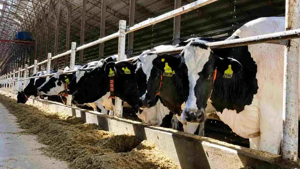 Vacas Holando comiendo en un tambo bajo galpón, con comederos cargados de alimento y estructura metálica de producción lechera.